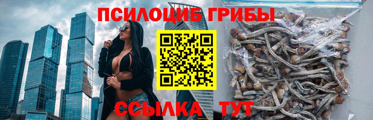 Псилоцибиновые грибы мицелий Камышин